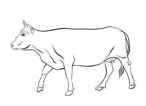 75082863-cow-drawing-with-floral-ornament-decoration.jpg
